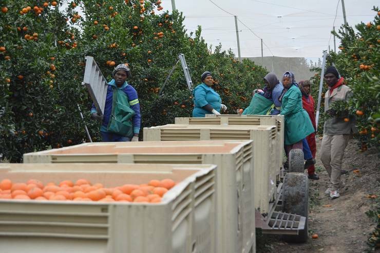 La lucha contra el Cotonet de Sudáfrica eleva en un 55% los costes de producción de los cítricos valencianos 

