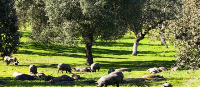 Porcisan se sube al olimpo de los Superior Taste Award, la 'Guía Michelin' de los alimentos