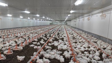 Agricultura activa nuevas medidas frente a la enfermedad de Newcastle y refuerza la bioseguridad en nueve municipios avícolas de Castellón