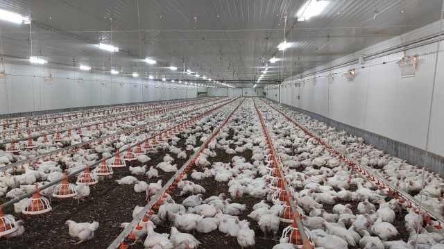 Agricultura activa nuevas medidas frente a la enfermedad de Newcastle y refuerza la bioseguridad en nueve municipios avícolas de Castellón