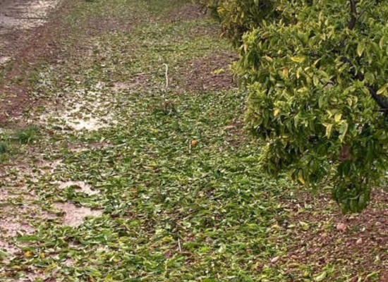 La Unió reclama a Planas ayudas por el pedrisco en la Plana Baixa como ha hecho con Filomena