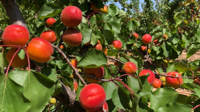 Asaja espera estabilidad y buenos precios en la campaña de fruta de hueso en la Región