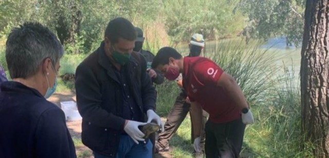Liberan seis galápagos leprosos en Caravaca tras ser atendidos en el Centro de Recuperación 'El Valle'