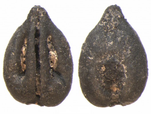 Un estudio revela que los cultivos frutales llegaron al este peninsular hace casi 3.000 años
