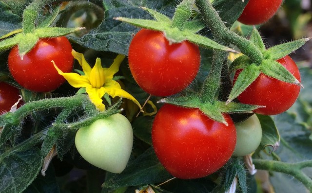Investigadores descubren un nuevo mecanismo para controlar la maduración del tomate y obtener mayor calidad