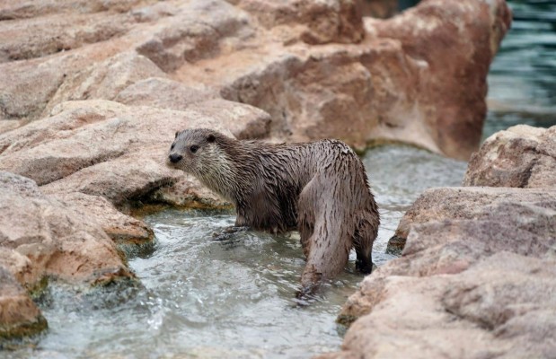 Terra Natura, referente en el diagnóstico y la gestión de la leishmaniosis en la nutria europea
