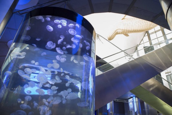 Más de 1.000 medusas toman el Oceanogràfic y dan la vuelta el mundo 