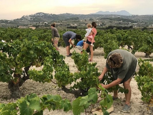 Biomoscatell, el proyecto de uva pasa ecológica desde Benitatxell que nació de la colaboración