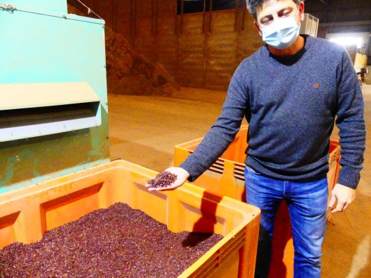 La algarroba marca precios históricos y los productores de la Región tratan de sacar tajada

