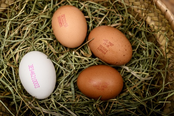Lo que esconde la numeración de los huevos. ¿Cuál es el más sostenible?
