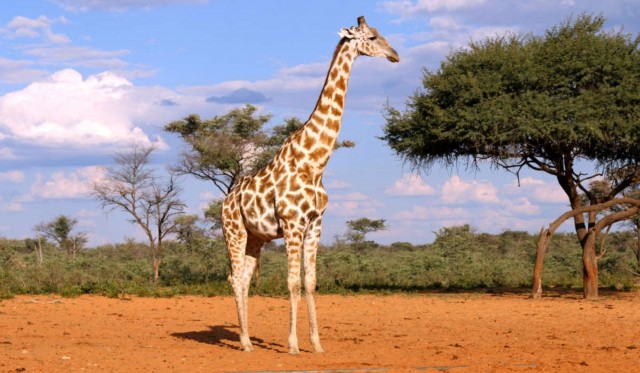 Nuevos análisis demuestran que hay cuatro especies distintas de jirafas y siete subespecies

