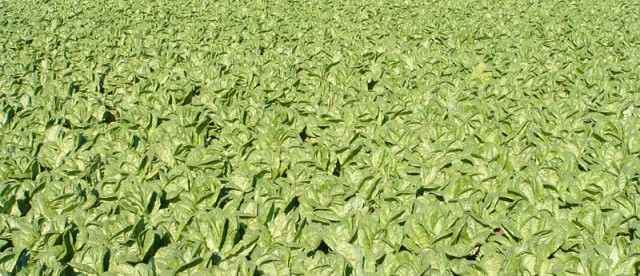 La agricultura ecológica recibe un empujón de 50 millones de euros
