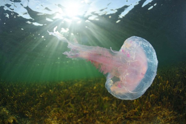 La vida oculta del Mar Menor: un inventario ilustrado incluye más de 100 especies que habitan en la laguna 