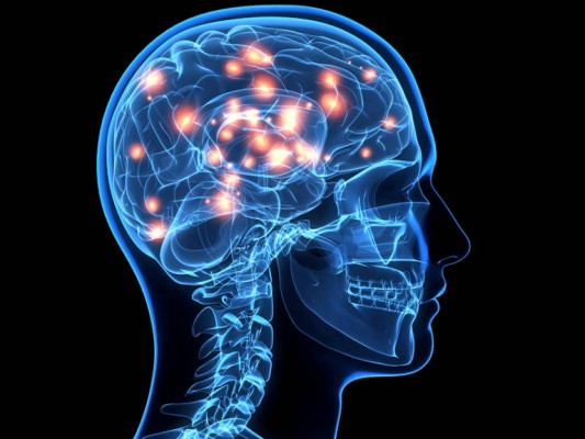 El cerebelo puede haber desempeñado un papel importante en la evolución del cerebro humano

