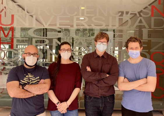Una investigación de Neurociencias UMH-CSIC avala la idoneidad de los modelos de ratón en Parkinson o TDAH