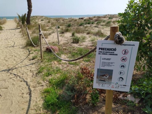 Castelló realiza una formación ambiental para cuidar los nidos del chorlitejo patinegro en el Serradal