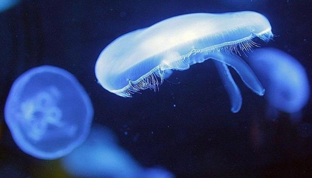 Los remedios habituales ante picaduras de medusas pueden empeorar la herida 