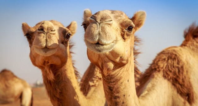 Descubren una proteína antienvejecimiento en los camellos 