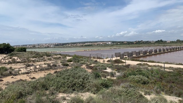 La gaviota picofina aumenta en 400 nuevas parejas en un año en las Salina de Santa Pola