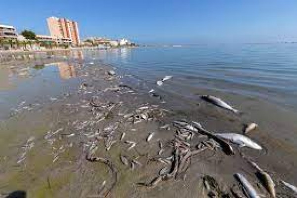 La Fiscalía lleva a Medio Ambiente a los tribunales por no perseguir a las empresas que contaminan el Mar Menor