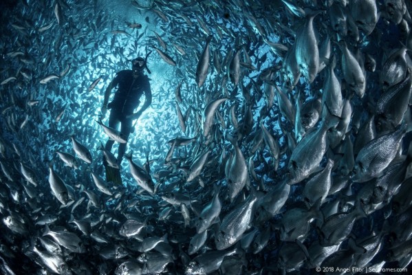 La spin-off de la UA Lucentia Lab desarrolla el primer contador de peces para granjas marinas