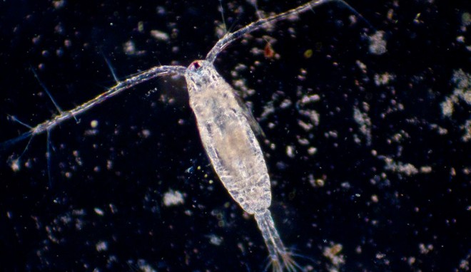 Investigadores descubren otra vía de entrada de ácidos grasos omega 3 en la cadena trófica