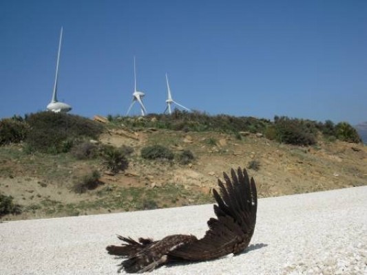 Aragón avisa: el macroproyecto eólico de Forestalia provocará la muerte de aves