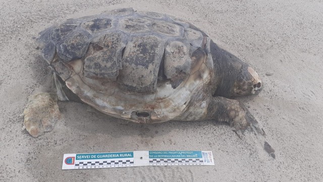 Hallan 2 tortugas bobas muertas en el paraje de la Desembocadura del Millars