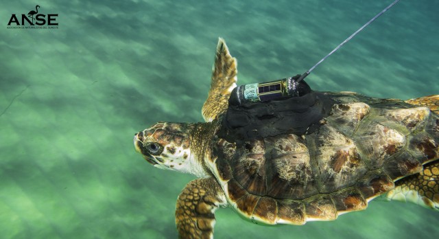 La odisea por el Mediterráneo de las tortugas boba nacidas en la Región: desde Calblanque hasta Grecia