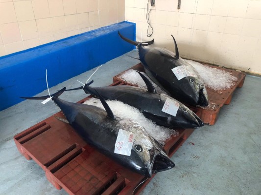 La pesca valenciana califica de 