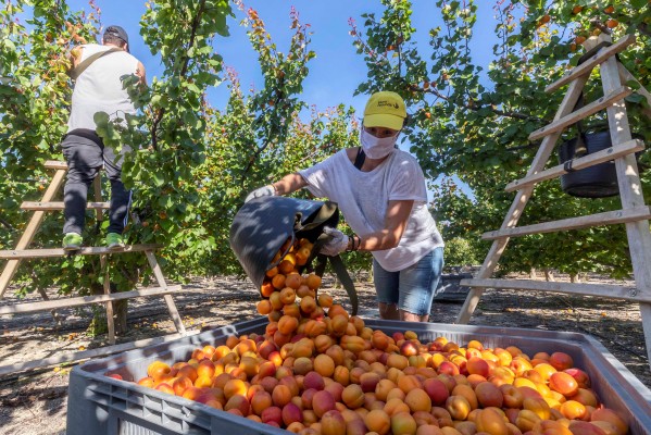 La agricultura en la Región de Murcia: modelo de transición ecológica justa