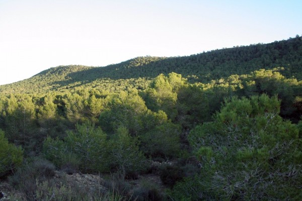 Más de 1.300 desempleados comenzarán a trabajar para prevenir incendios en los montes valencianos