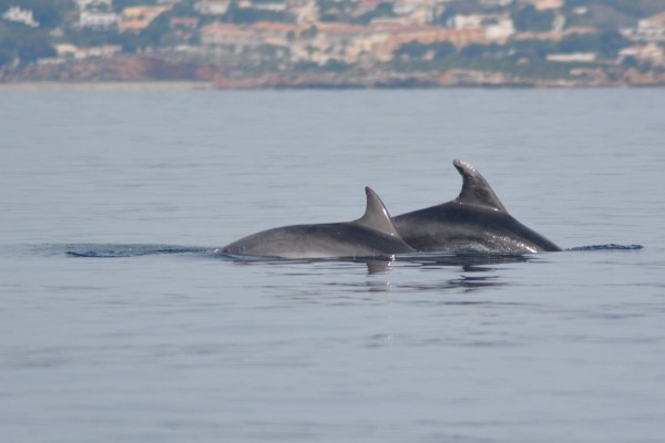 Liberan a dos delfines mulares atrapados en la almadraba de La Azohía 
