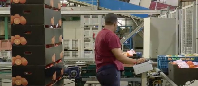 El valor de los activos de la cooperativa agrícola de Altea no cubre ni el 50% de la deuda 