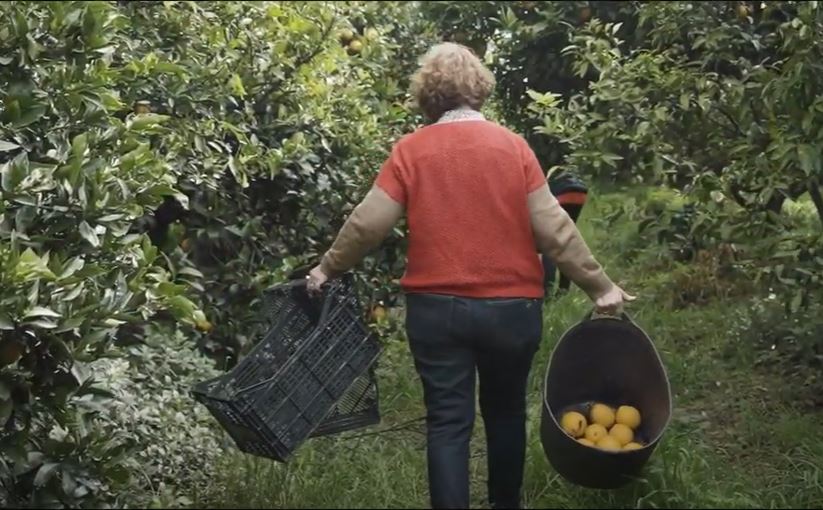 Castelló homenajea a la agricultura y pide el 