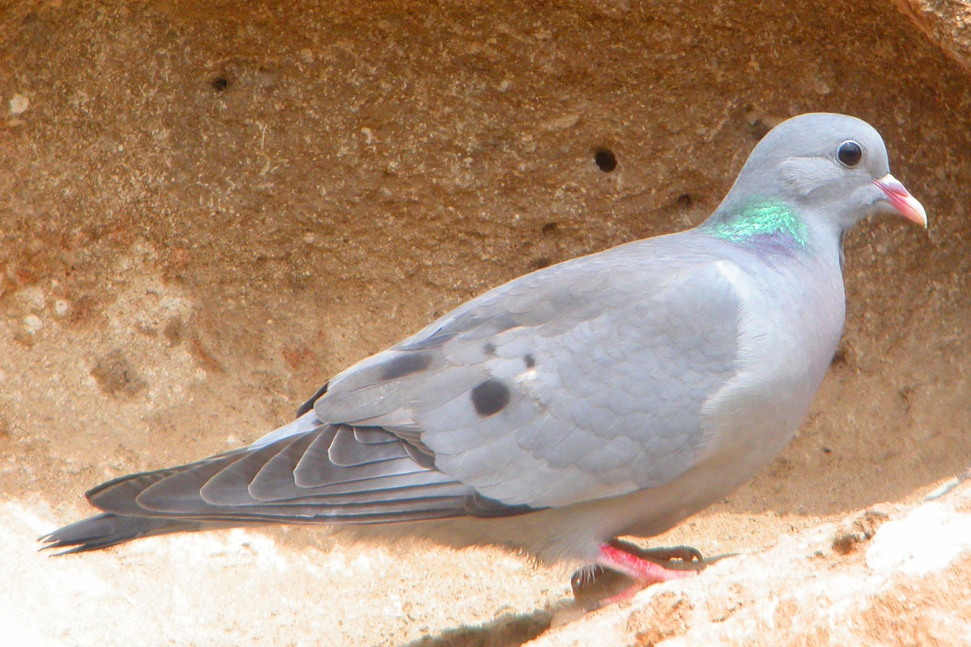 Los ornitólogos alertan de que cinco especies de aves cinegéticas están en riesgo de desaparición
