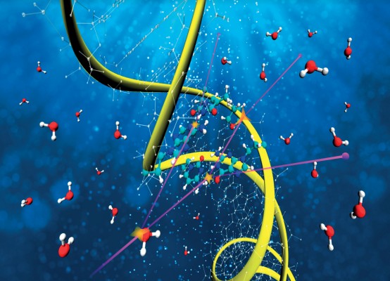La UMU desarrolla modelos  más precisos para describir el dañado del ADN durante terapias contra el cáncer

