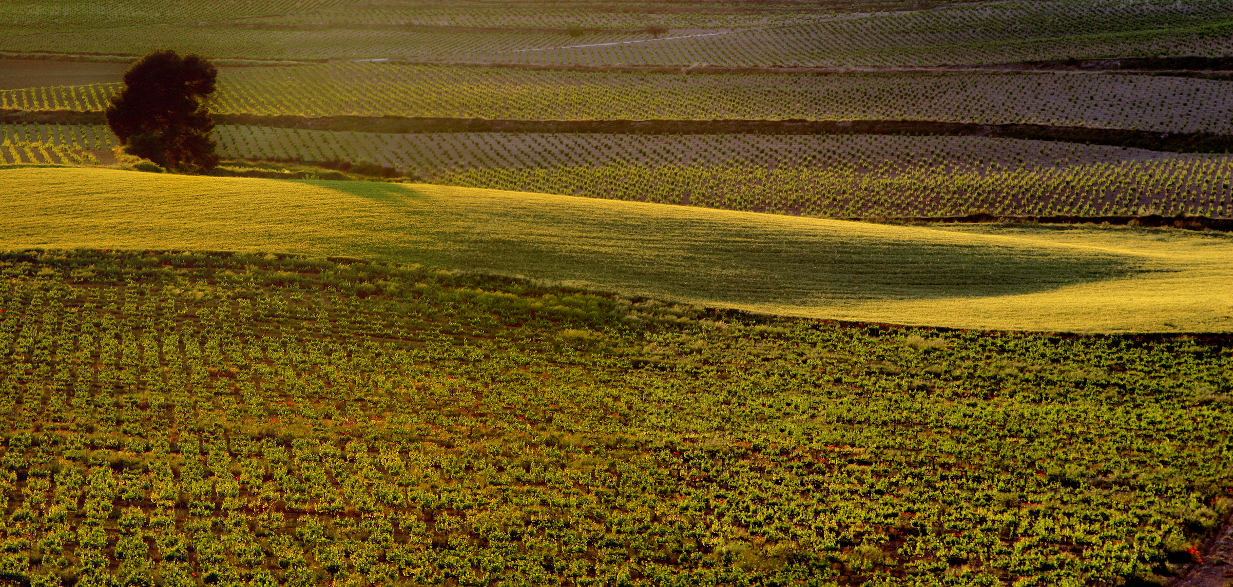 Kenergy: “Si no hay un consenso en Moixent para la implantación de las fotovoltaicas nos marcharemos”
