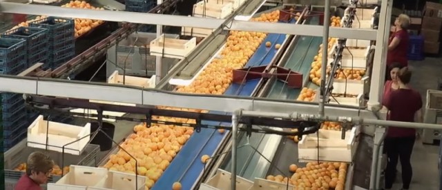 La cooperativa agrícola de Altea y su filial Villaranja deben 4 millones a sus 175 trabajadores