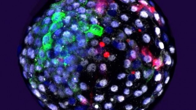 Cultivan 'embriones quimera' de monos con células humanas durante 19 días

