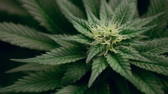 El consumo de cannabis cuando se es joven puede estar relacionado con enfermedades cardíacas posteriores