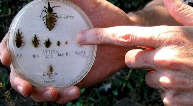 El SMS hará pruebas para detectar la enfermedad de Chagas a todas las embarazadas 