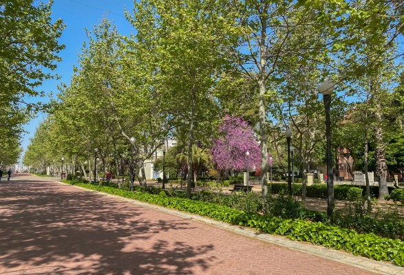 Castelló planta más de 300 árboles y más de 5.000 nuevas unidades de especies arbustivas 