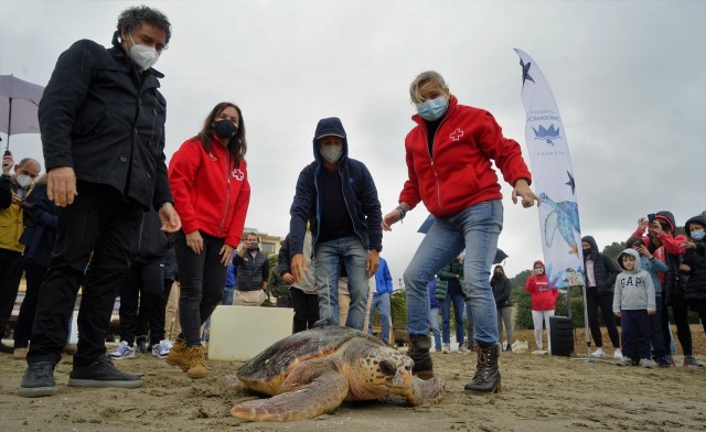 La Fundación Oceanogràfic y Azul Marino sueltan en Benicàssim tres tortugas recuperadas en el ARCA del Mar