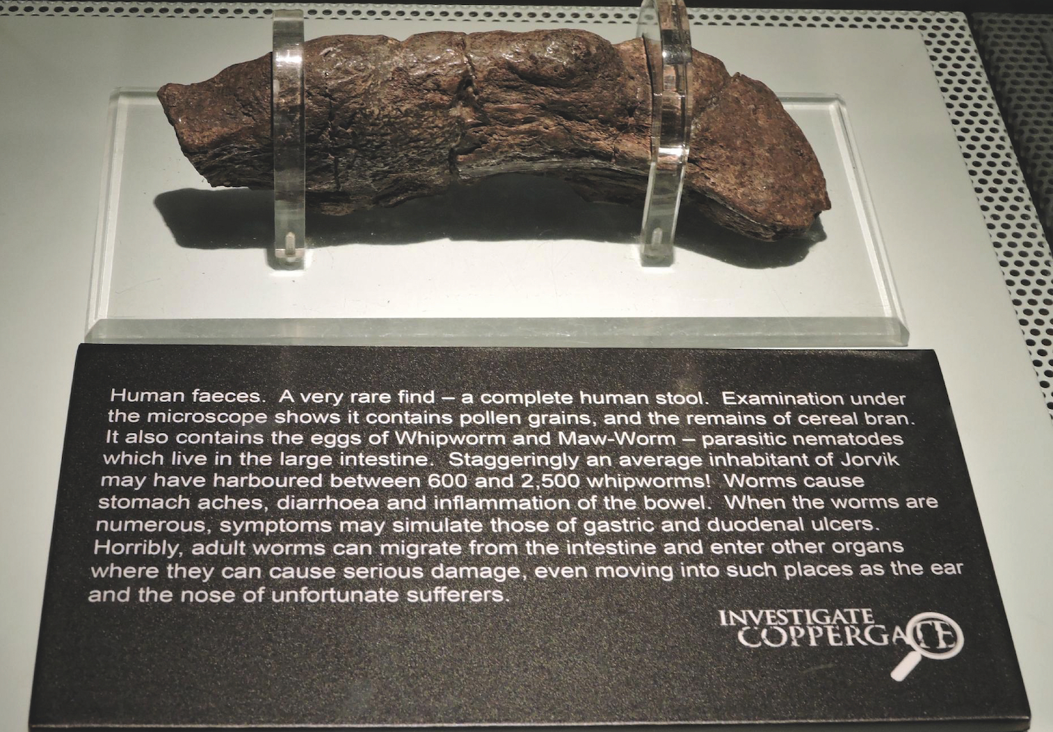 El coprolito de Lloyds Bank, el más grande del mundo de origen humano - 