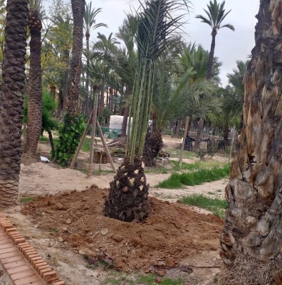 Empieza el replantado de palmeras en el huerto de la Cuerna en Altabix de Elche