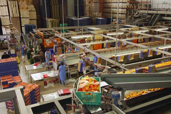 La deuda de la cooperativa agrícola de Altea se dispara hasta los 28 millones de euros 