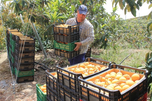 El níspero de Callosa recupera los 13 millones de kilos de producción