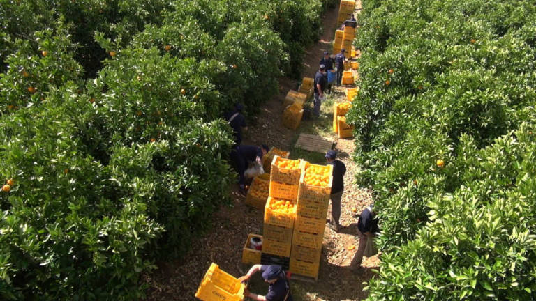Los cítricos valencianos viajan a Australia para investigar su adaptabilidad a otros climas