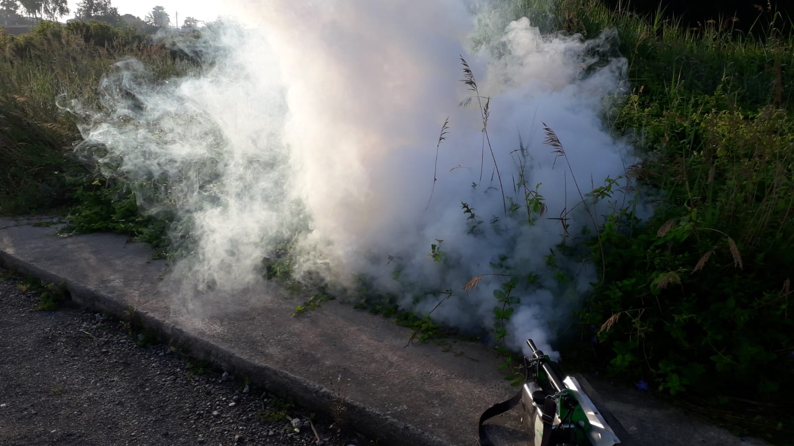 Borriana reforça a l'abril els tractaments contra els mosquits
